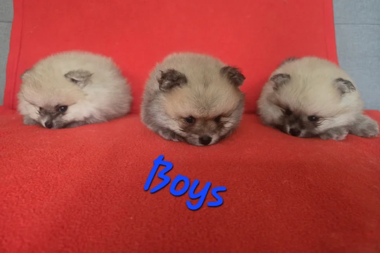 Pomeranian