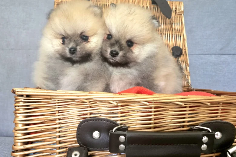 Pomeranian