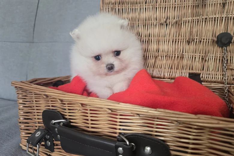 Pomeranian