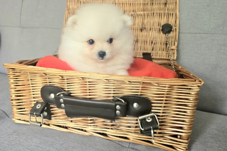 Pomeranian