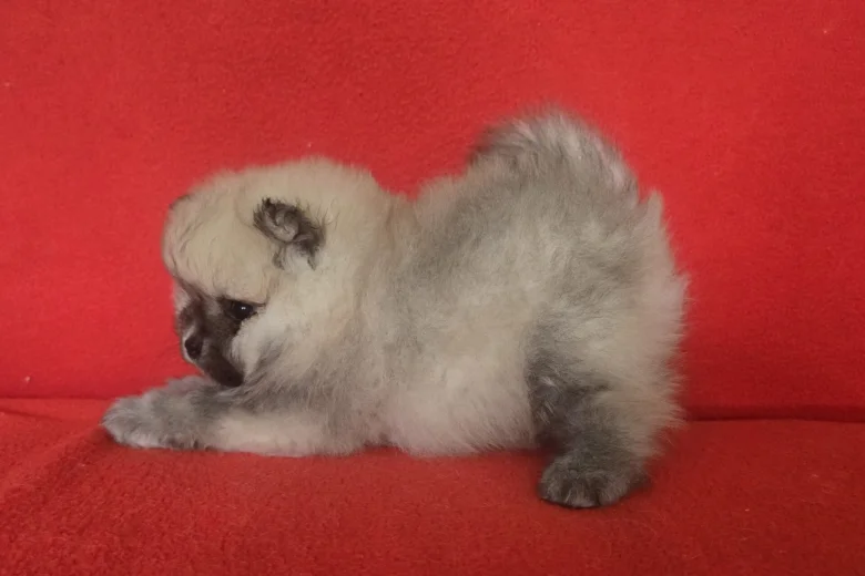 Pomeranian