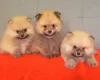 Pomeranian