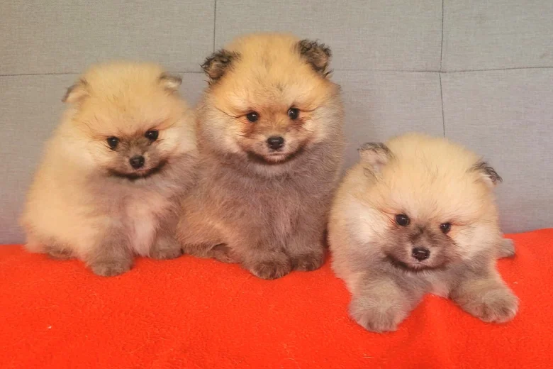 Pomeranian