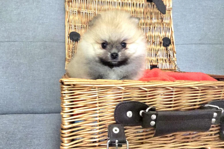 Pomeranian