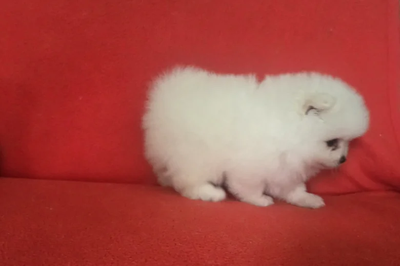 Pomeranian