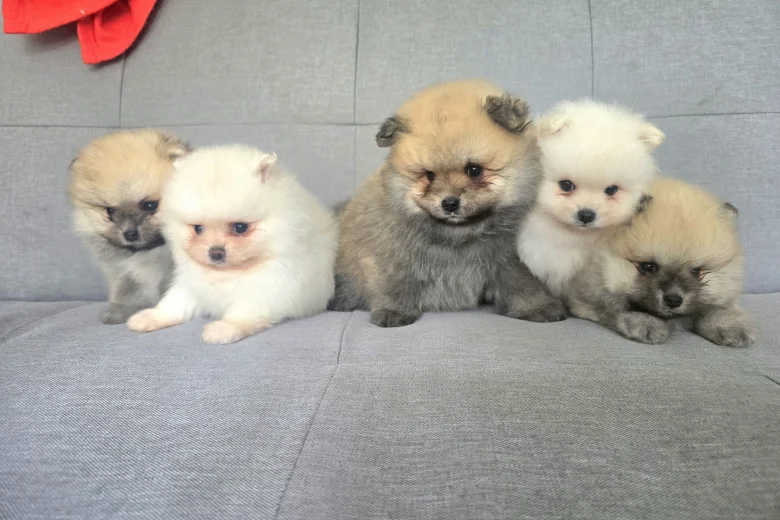 Pomeranian