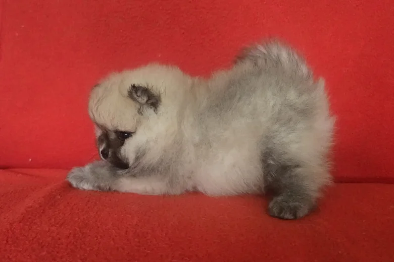 Pomeranian