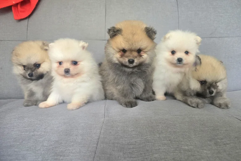 Pomeranian