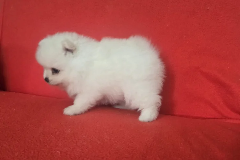 Pomeranian