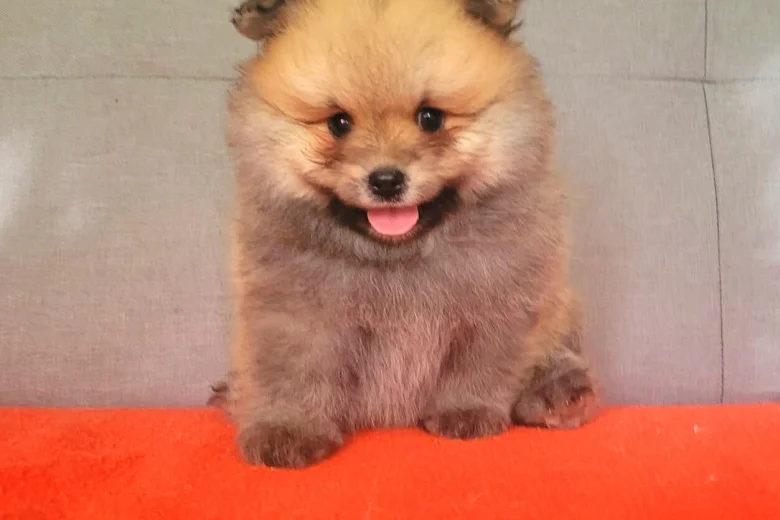 Pomeranian