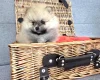 Pomeranian