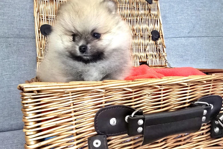 Pomeranian