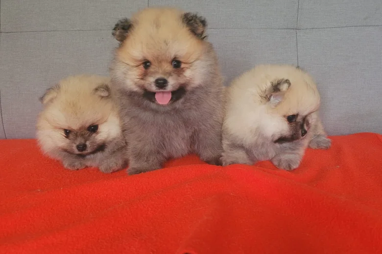 Pomeranian