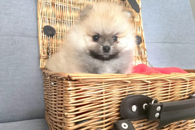Pomeranian