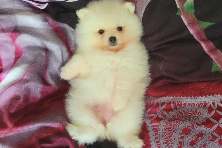 Pomeranian