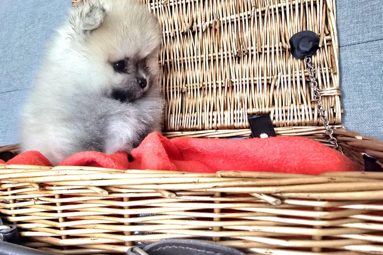 Pomeranian