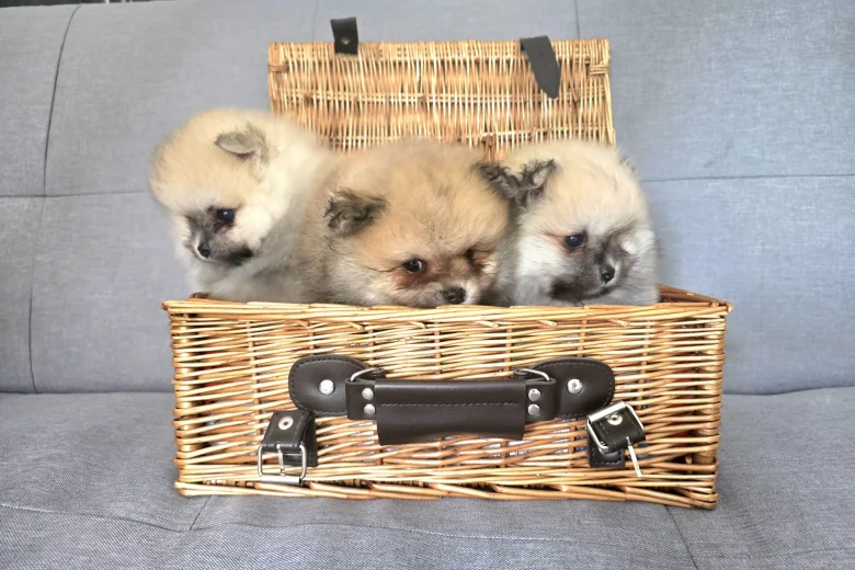 Pomeranian