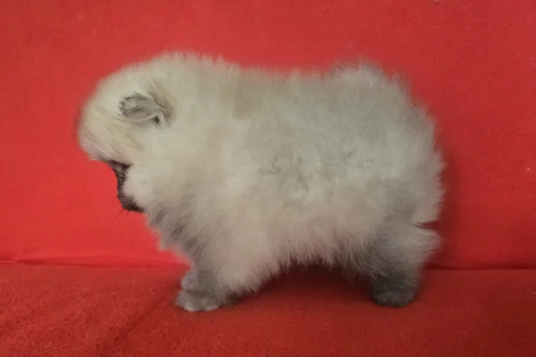 Pomeranian
