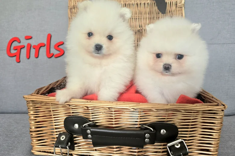 Pomeranian