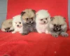 Pomeranian