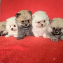 Pomeranian