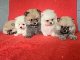 Pomeranian