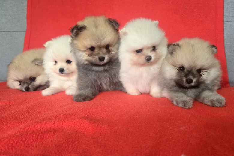 Pomeranian
