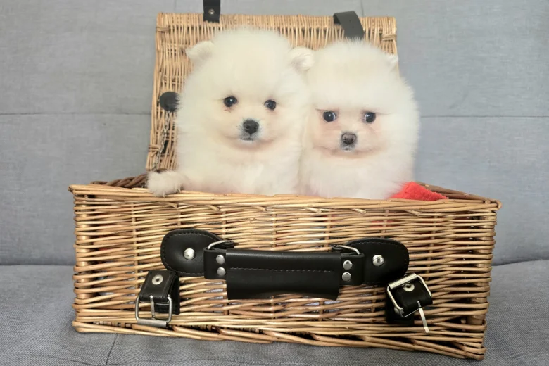 Pomeranian