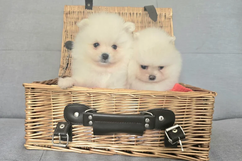 Pomeranian