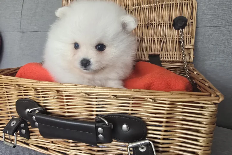 Pomeranian