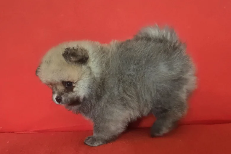 Pomeranian