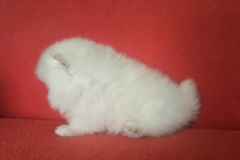 Pomeranian