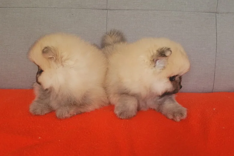 Pomeranian