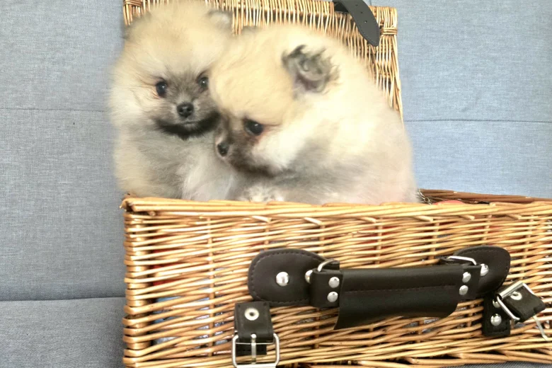 Pomeranian