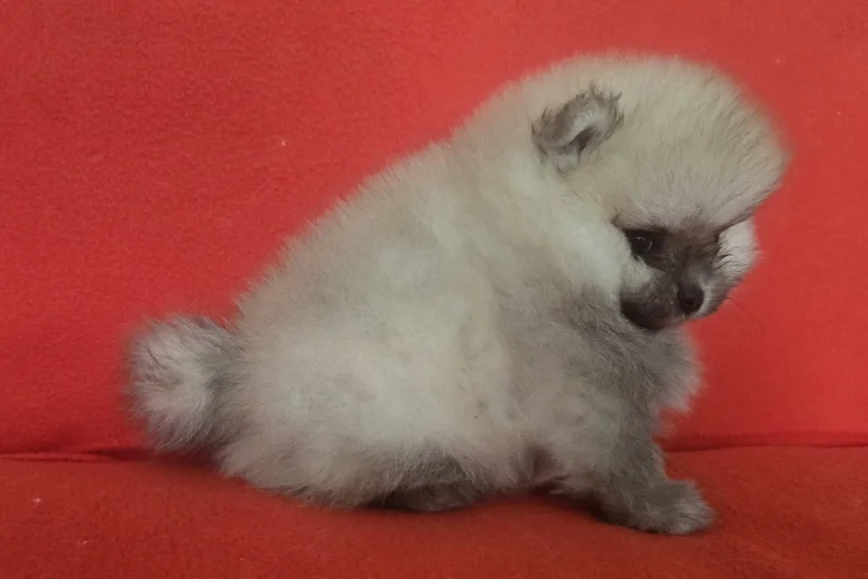 Pomeranian