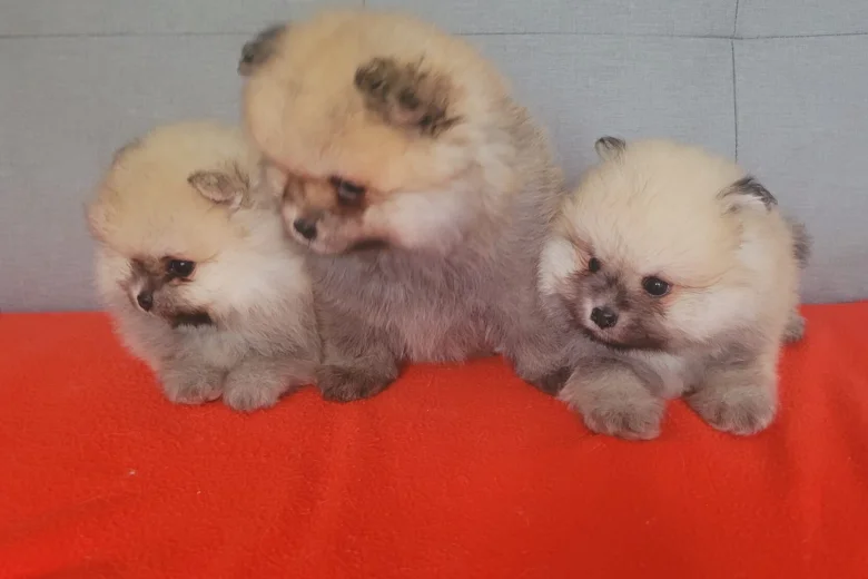 Pomeranian