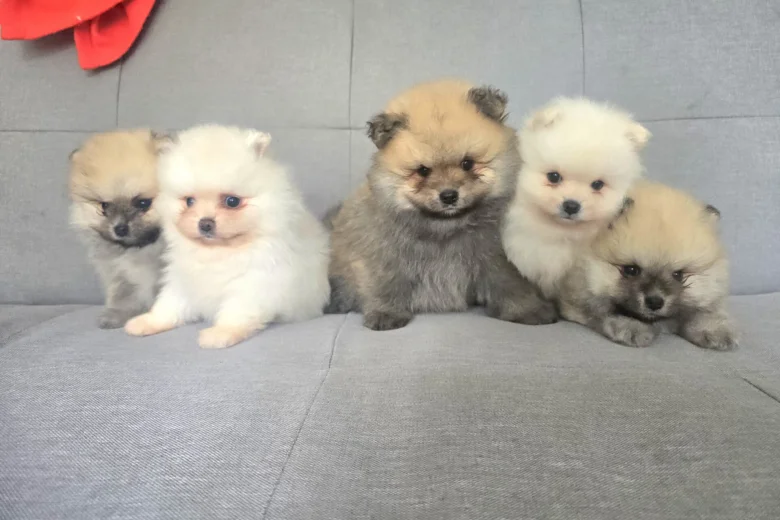 Pomeranian