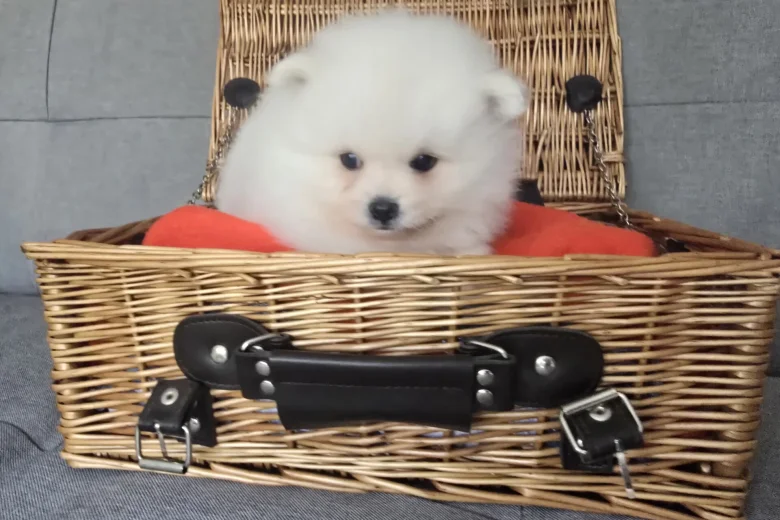 Pomeranian