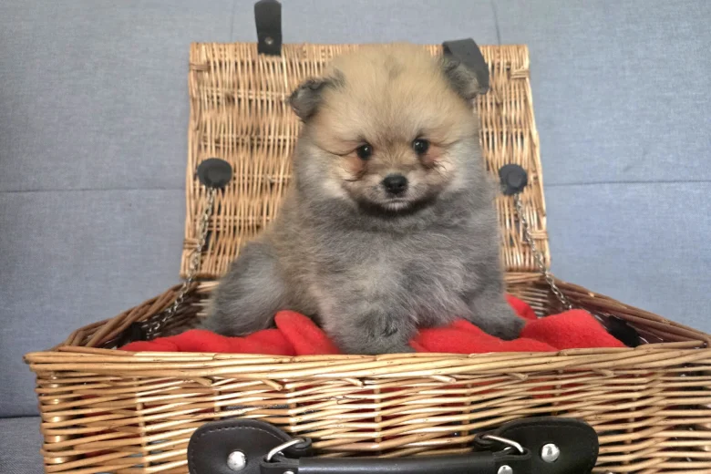 Pomeranian