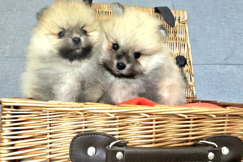 Pomeranian