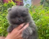 Pomeranian