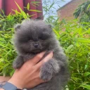 Pomeranian
