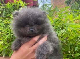 Pomeranian