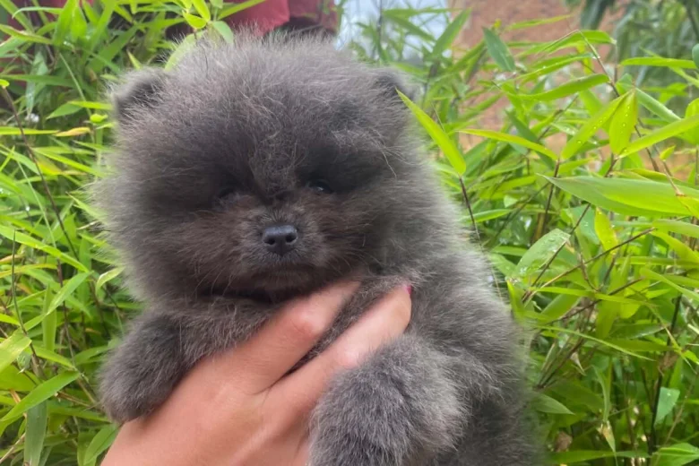 Pomeranian