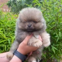 Pomeranian