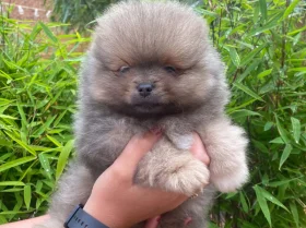 Pomeranian
