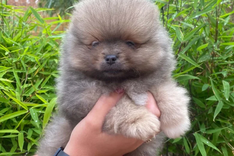 Pomeranian