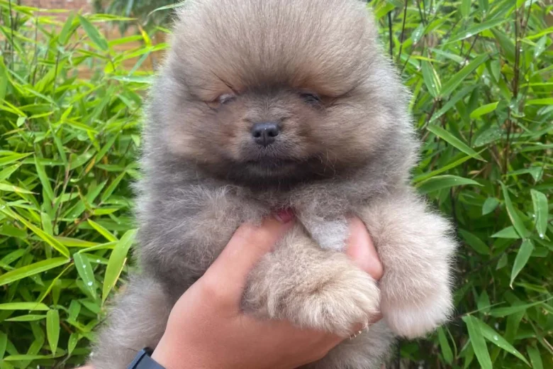 Pomeranian
