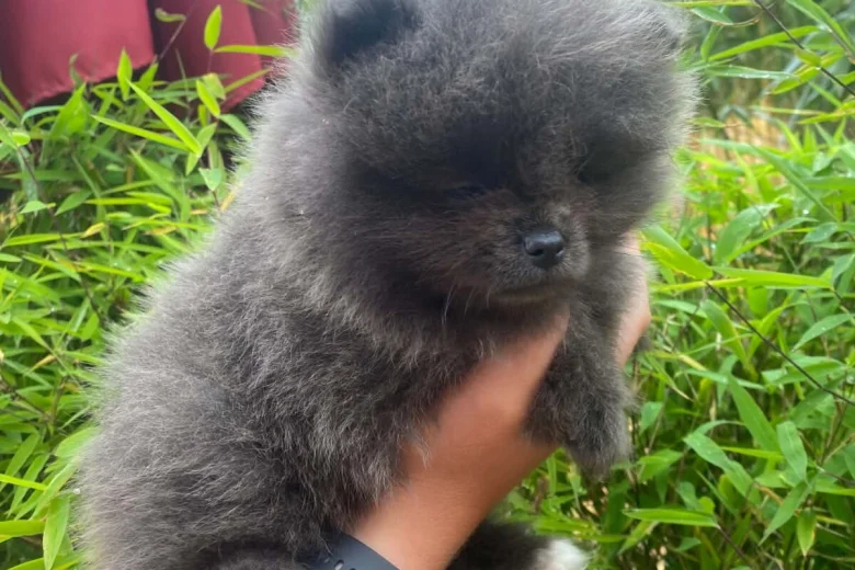 Pomeranian