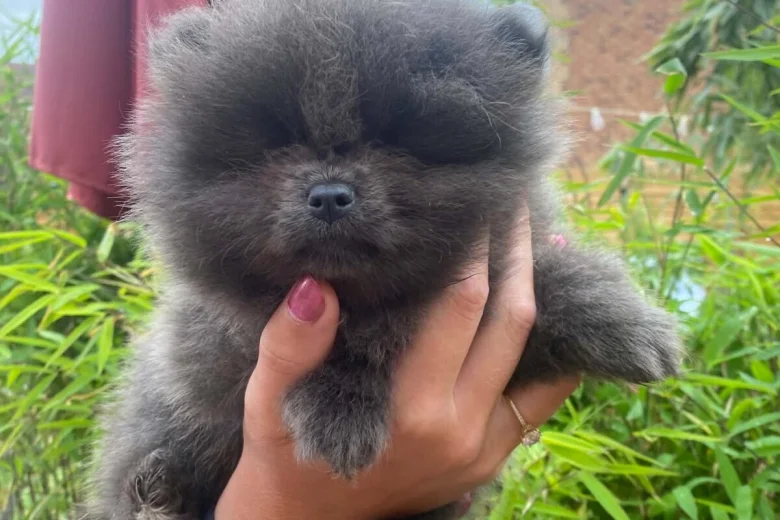 Pomeranian